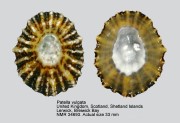 Patella vulgata